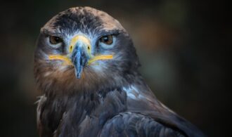 Bird wild predator