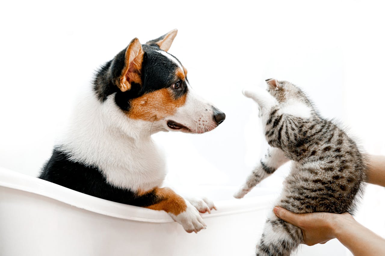 A cute scene of a cat and dog interacting playfully in a bathtub, indoors.
